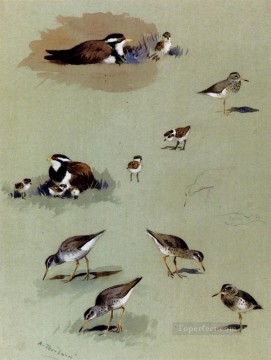 アーチボルド・ソーバーン Painting - シギの研究 クリーム色のコーサーと他の鳥 アーチボルド・ソーバーン鳥
